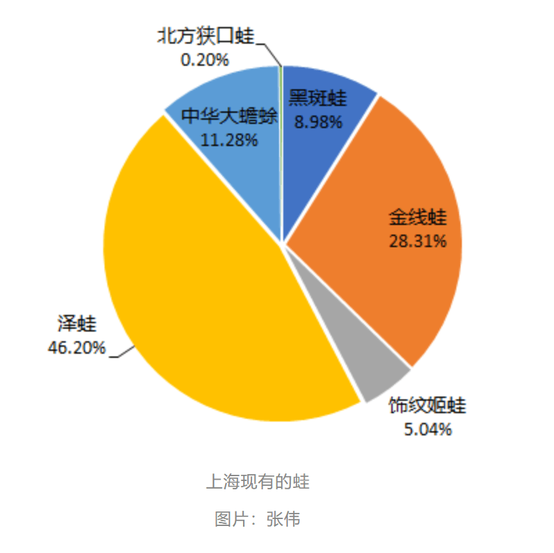 曾经遍地的“田鸡”十几年看不到一只，国家二级保护动物正拼命回归