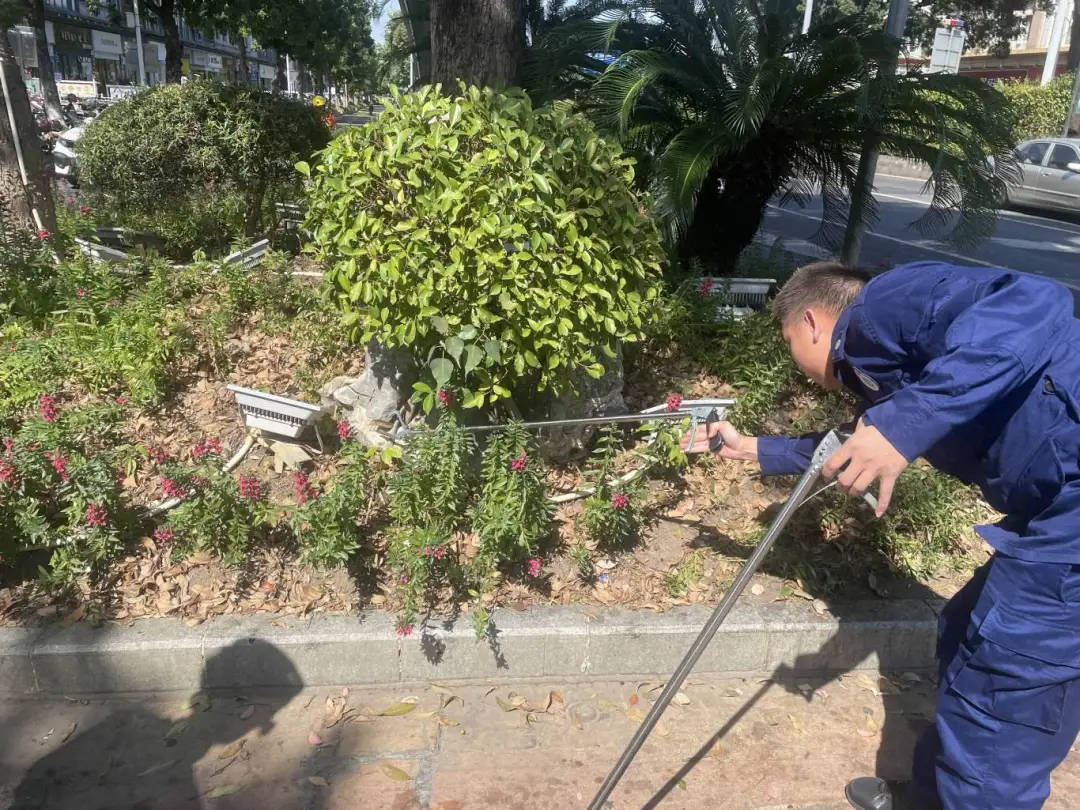 剧毒！广东一市民等红灯时，路边花基突然钻出一条眼镜王蛇