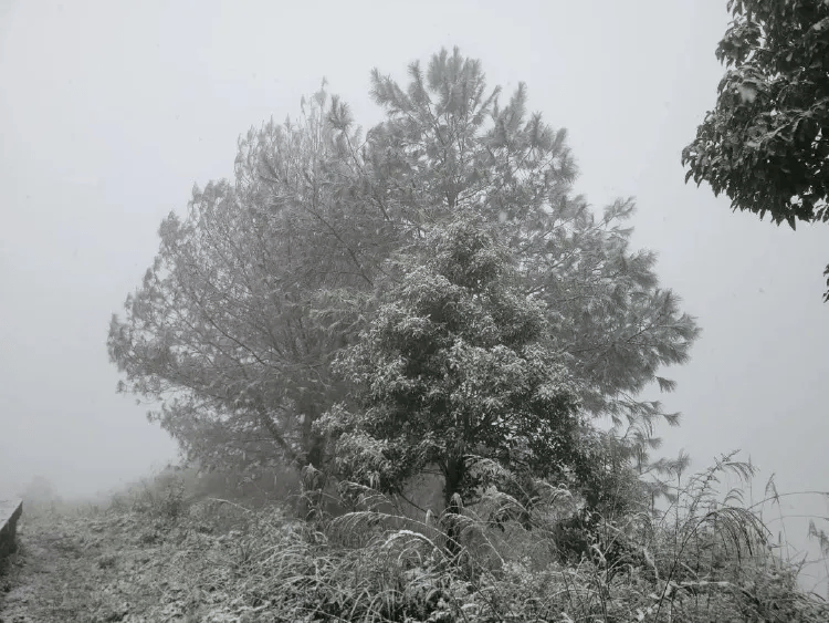 中心城区也下雪啦！重庆明后天最低温仅-3℃